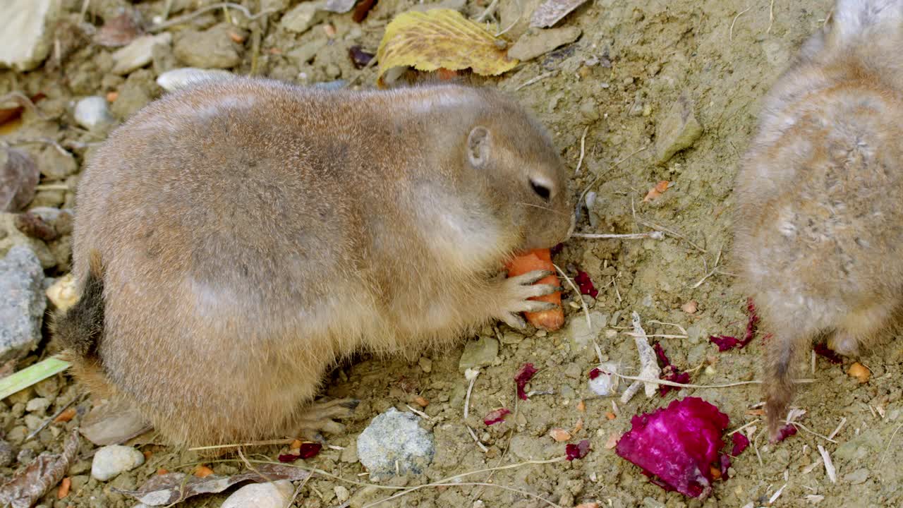 动物园里叼着胡萝卜跳老鼠视频素材