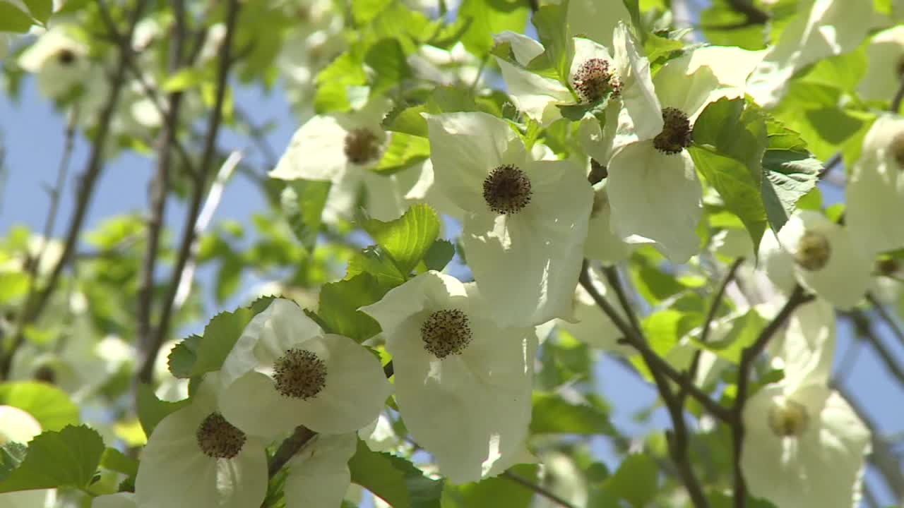 樱花盛开，群马县，日本视频素材