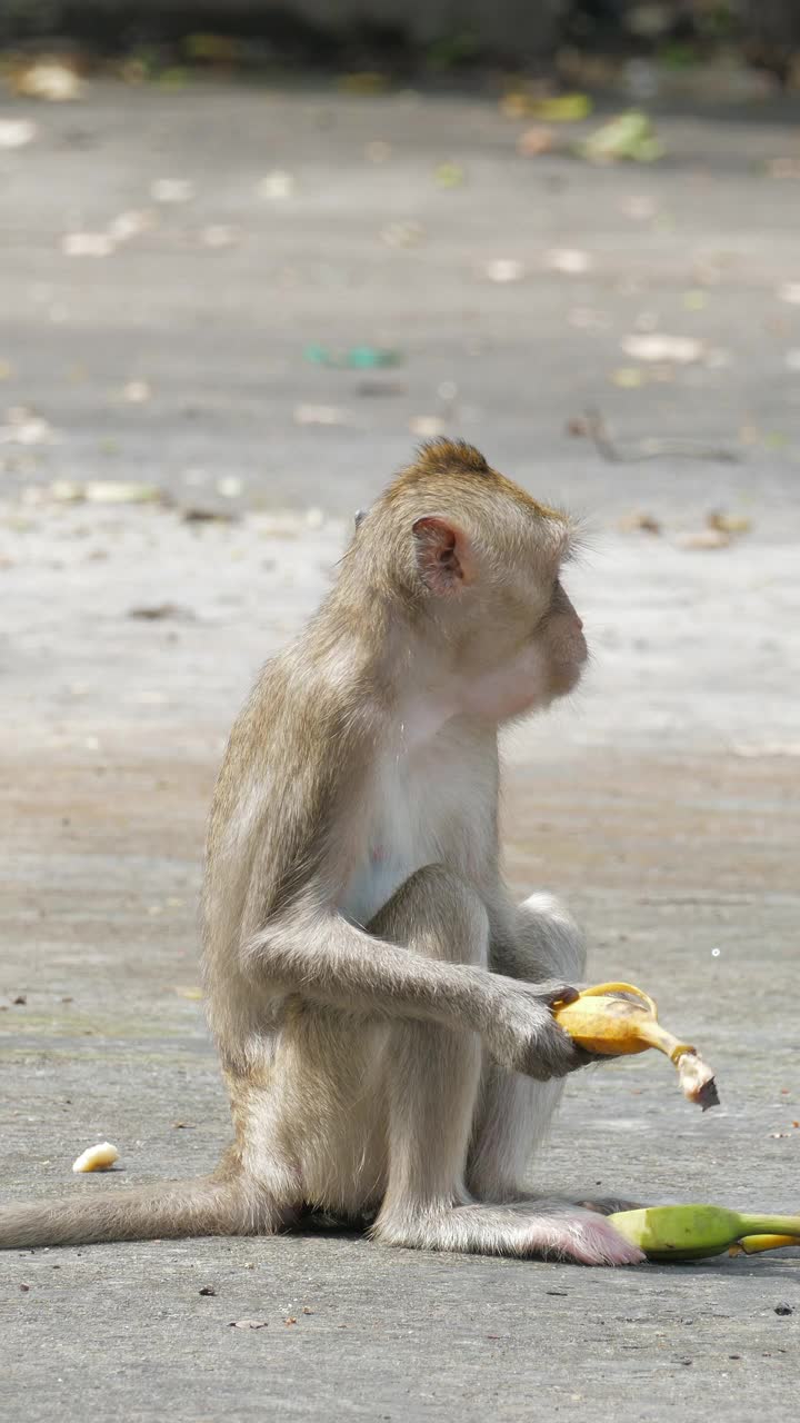 猴子吃玉米。视频素材