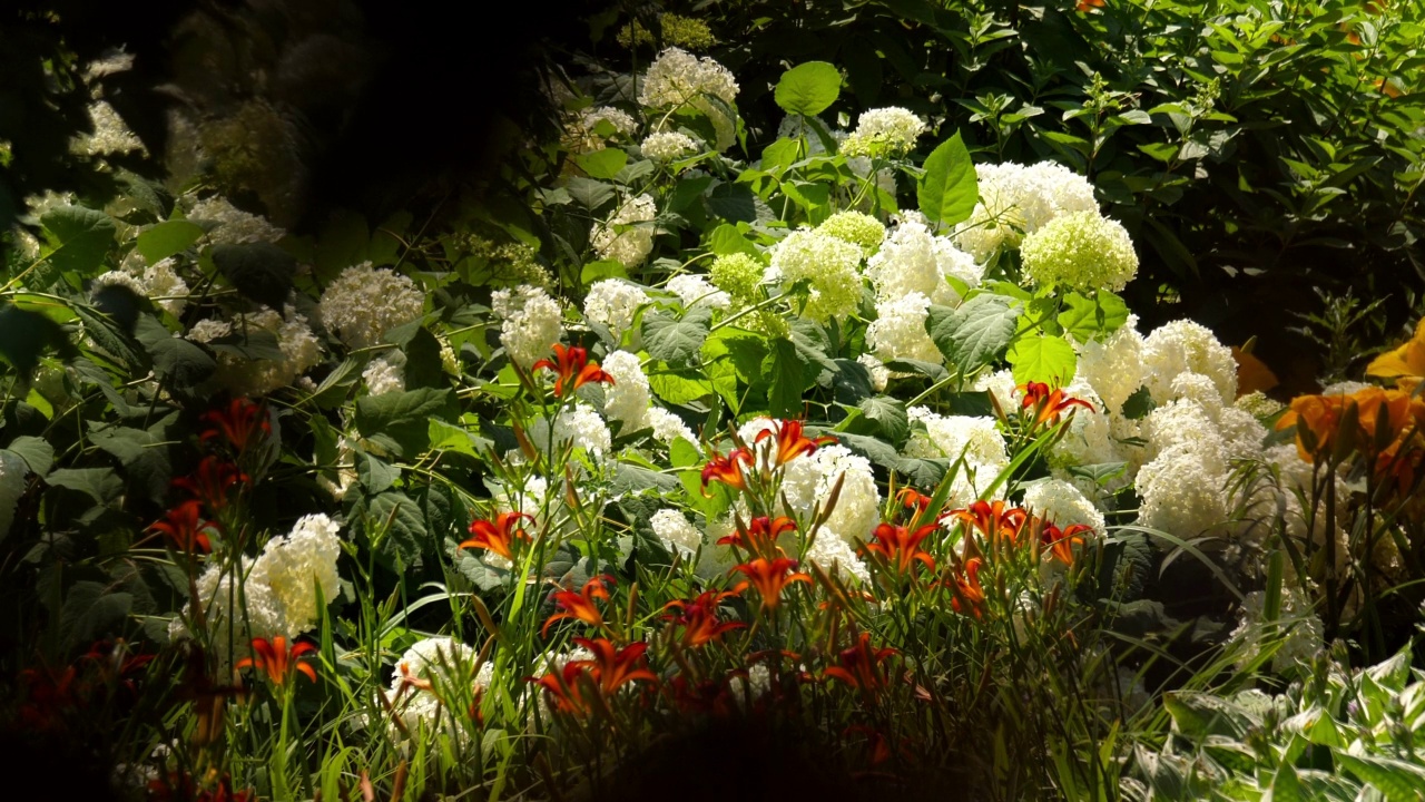 花坛的白色和红色的花。视频素材