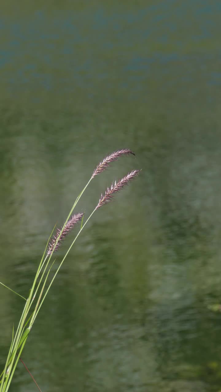 湿地的草花。视频下载