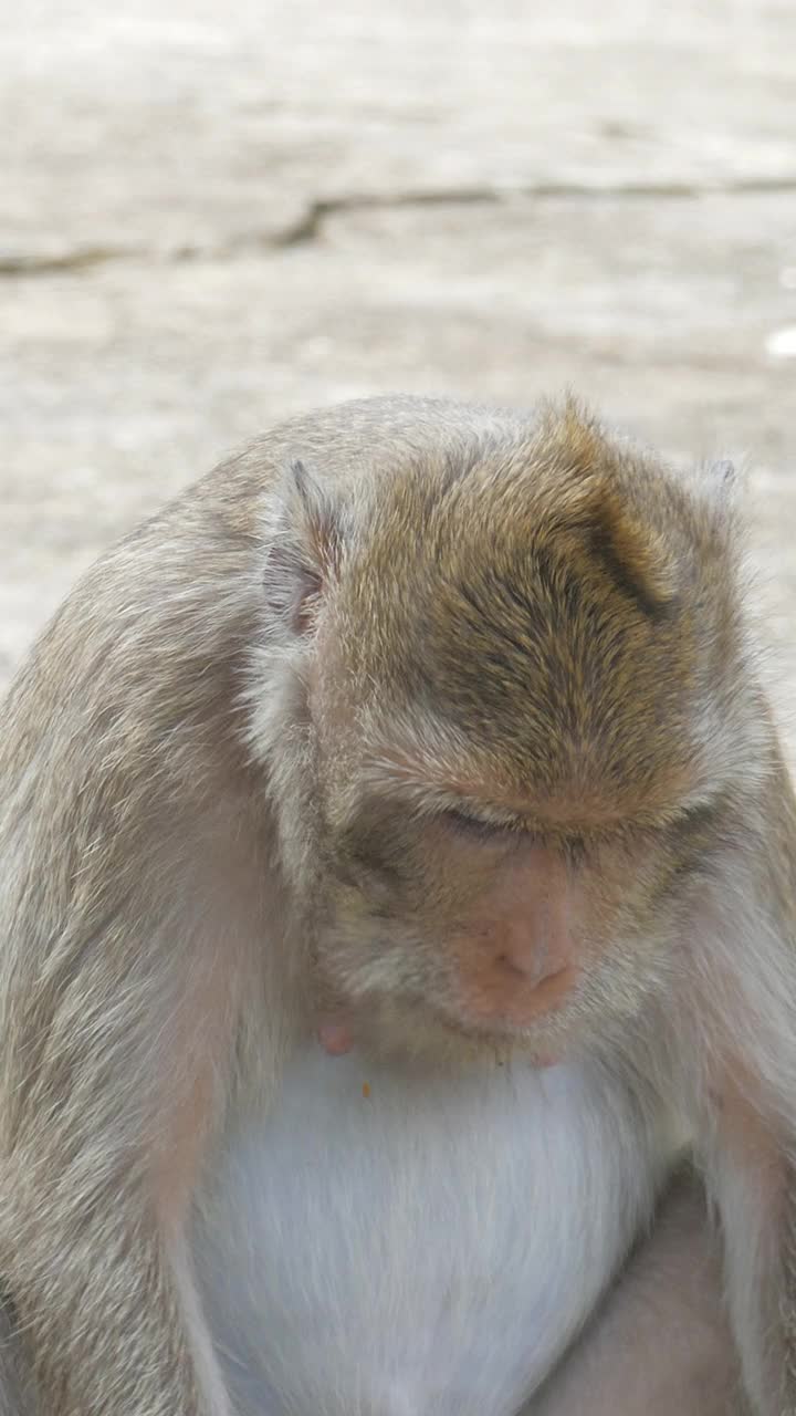 猴子吃玉米。视频下载