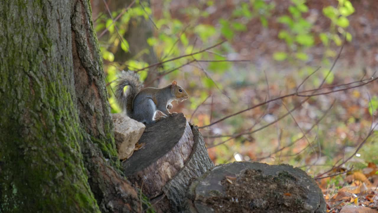 东部灰松鼠(Sciurus carolinensis)坐在树桩上，看着镜头跑开了视频素材