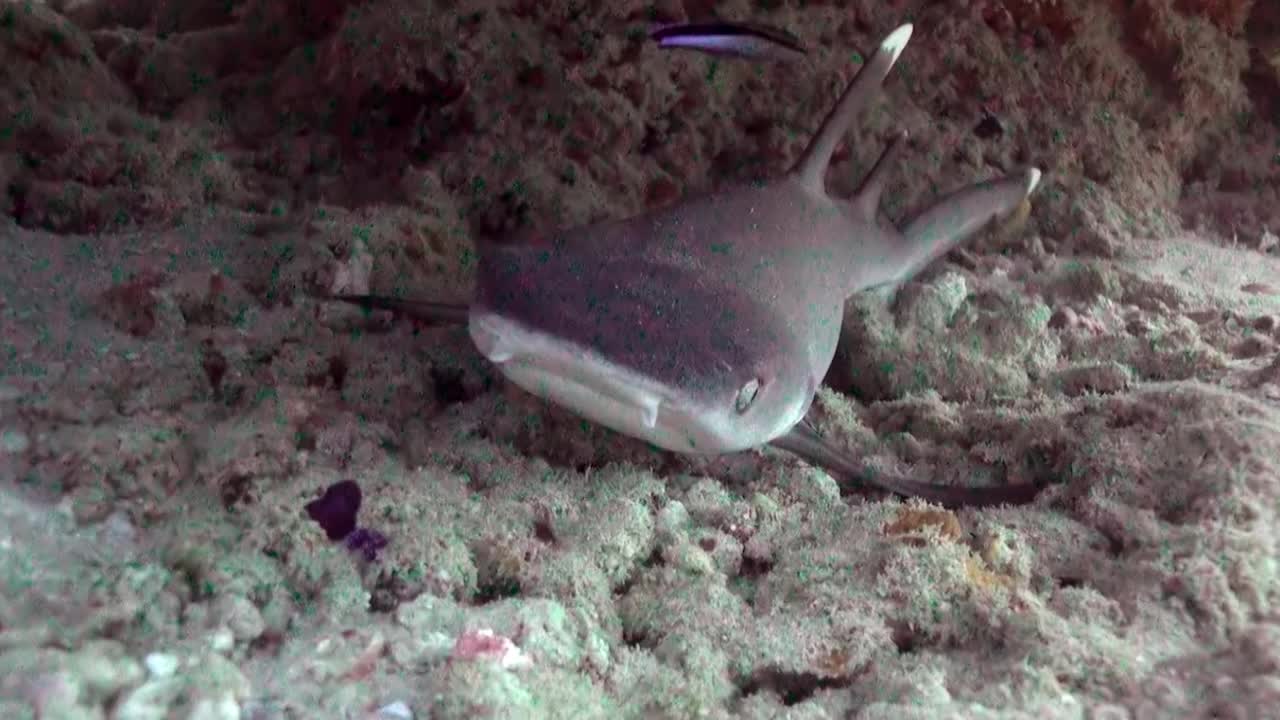黄褐色的护士鲨在珊瑚下睡觉。视频下载