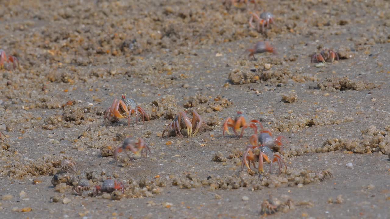 泰国南部萨顿省红树林地区的沙地上，成千上万的士兵蟹。视频下载