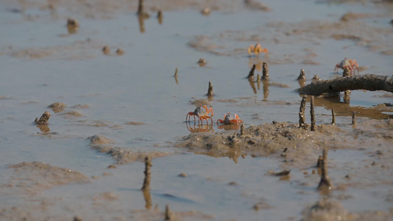 泰国南部萨顿省红树林地区的沙地上，成千上万的士兵蟹。视频下载