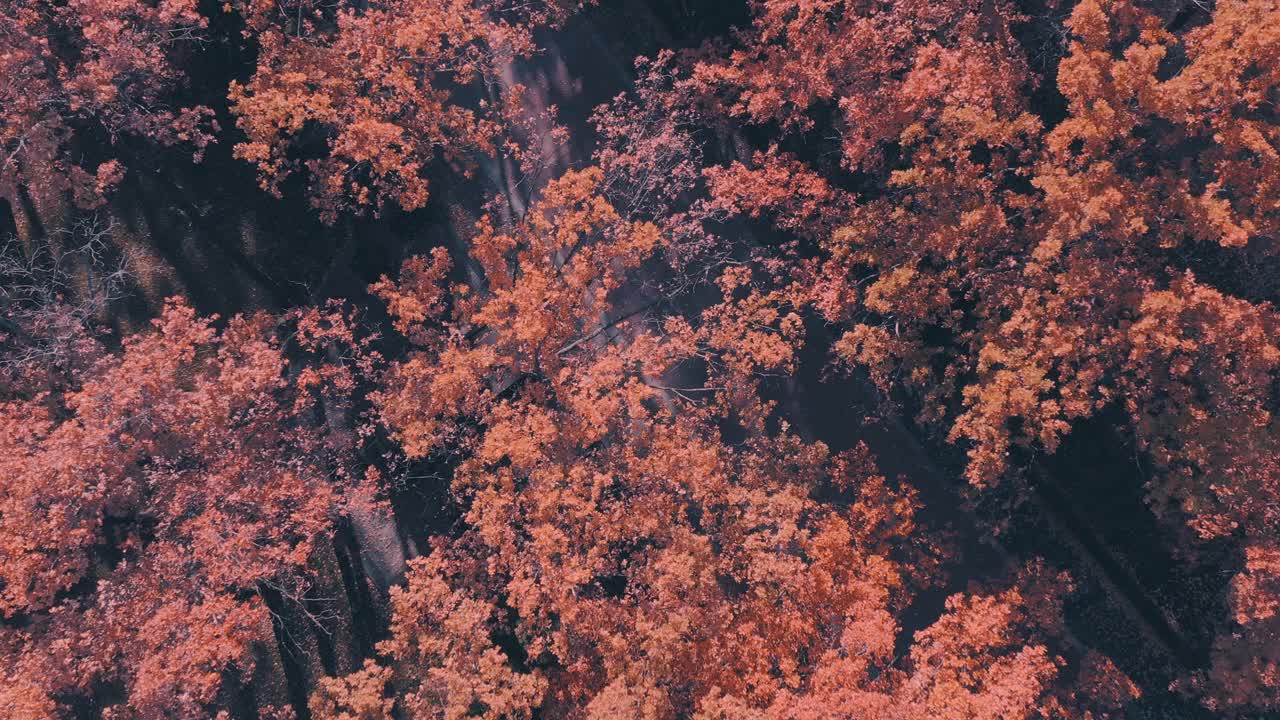 无人机空中4K拍摄的秋天橙枫园秋天季节视频素材