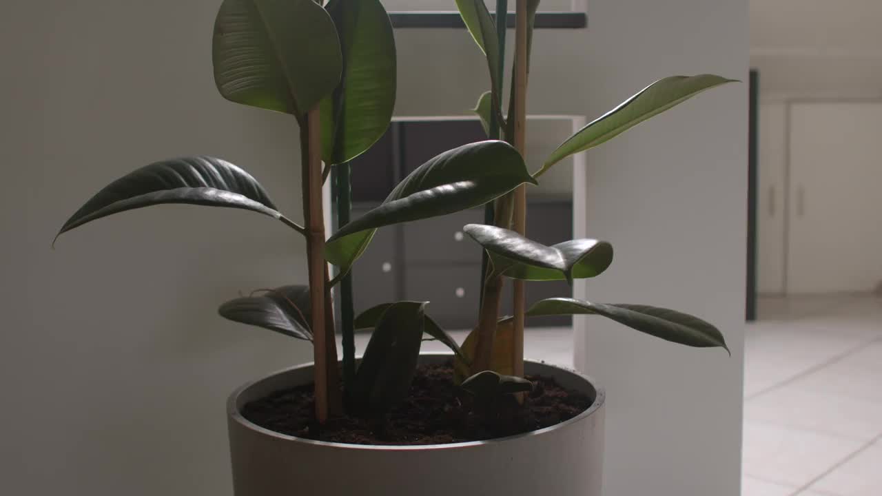 室内榕属植物。装饰室内空间。树干上的绿叶。视频素材