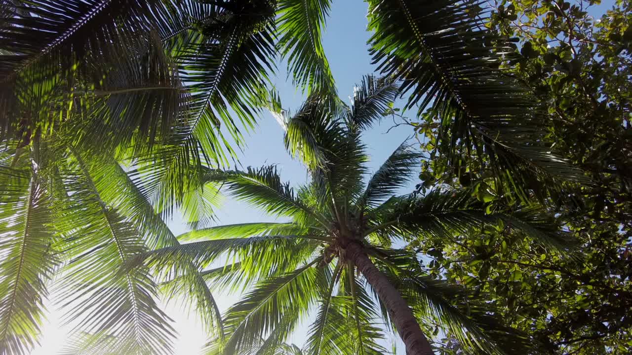 在热带椰子树下视频素材