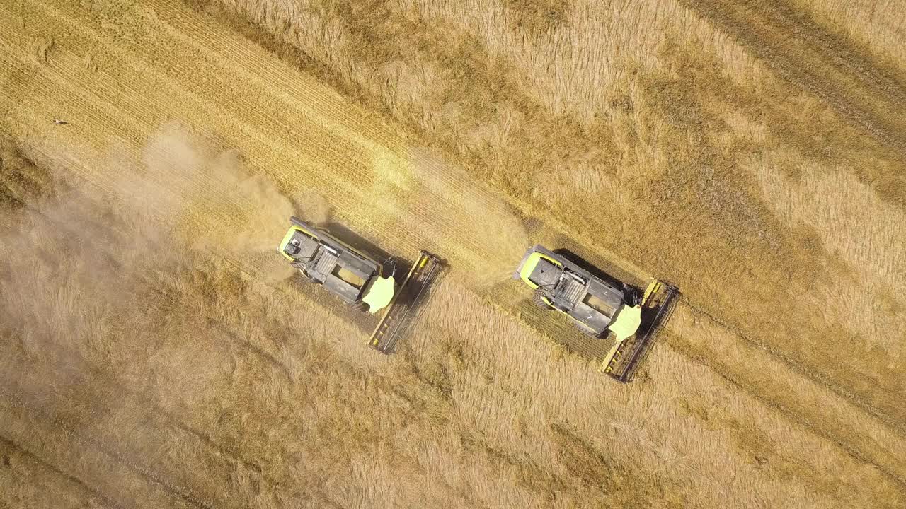 联合收割机收割大片成熟麦田的鸟瞰图。从无人机的角度看农业。视频素材