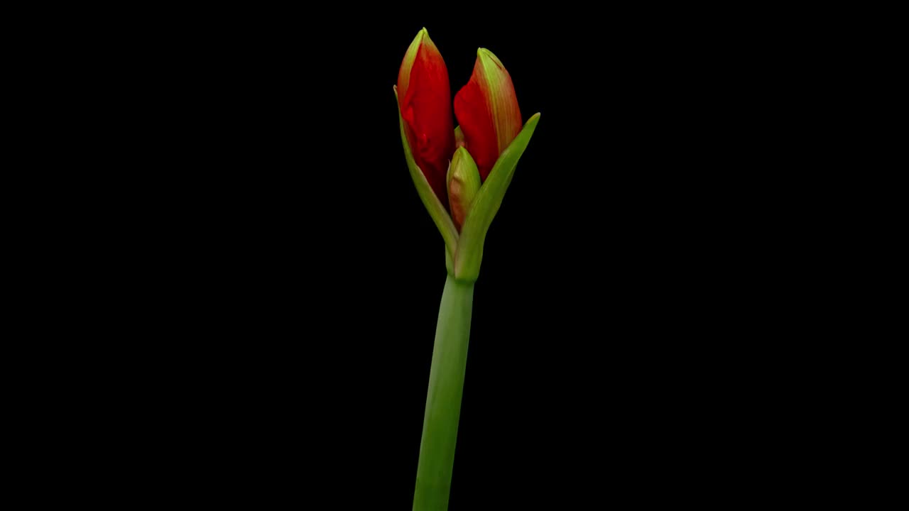 宏观延时开花的红色孤挺花，孤立在纯黑色背景上视频素材