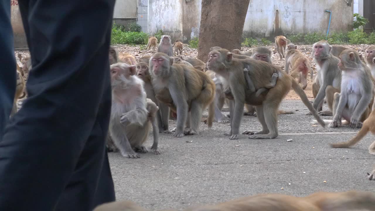 淘气的猕猴在吃还是在喂猴子视频下载