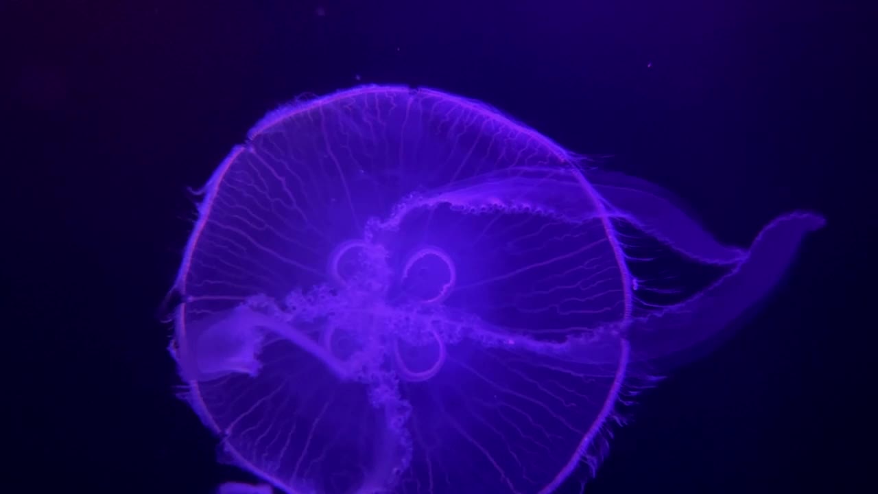 巴哈马拿骚，2021年左右:水母在水族馆里游泳视频下载