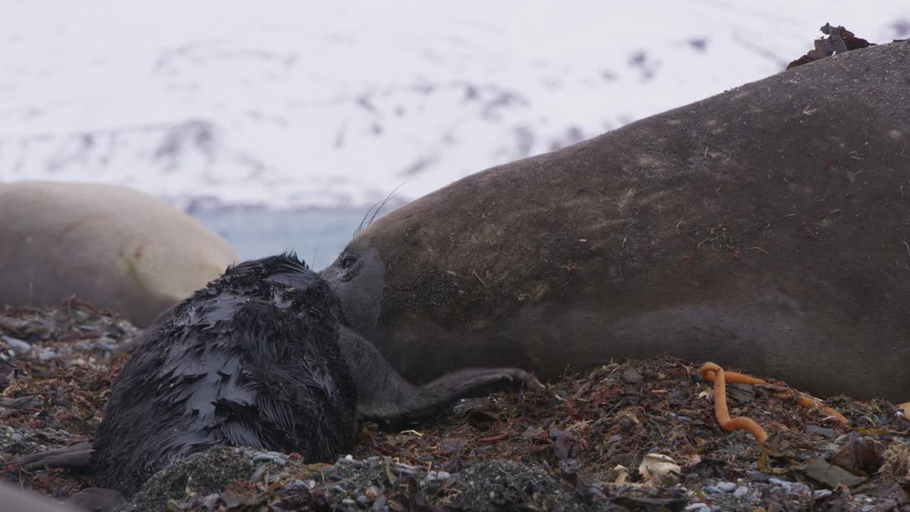 新生的南象海豹宝宝用鼻子爱抚着呼唤的母象视频下载