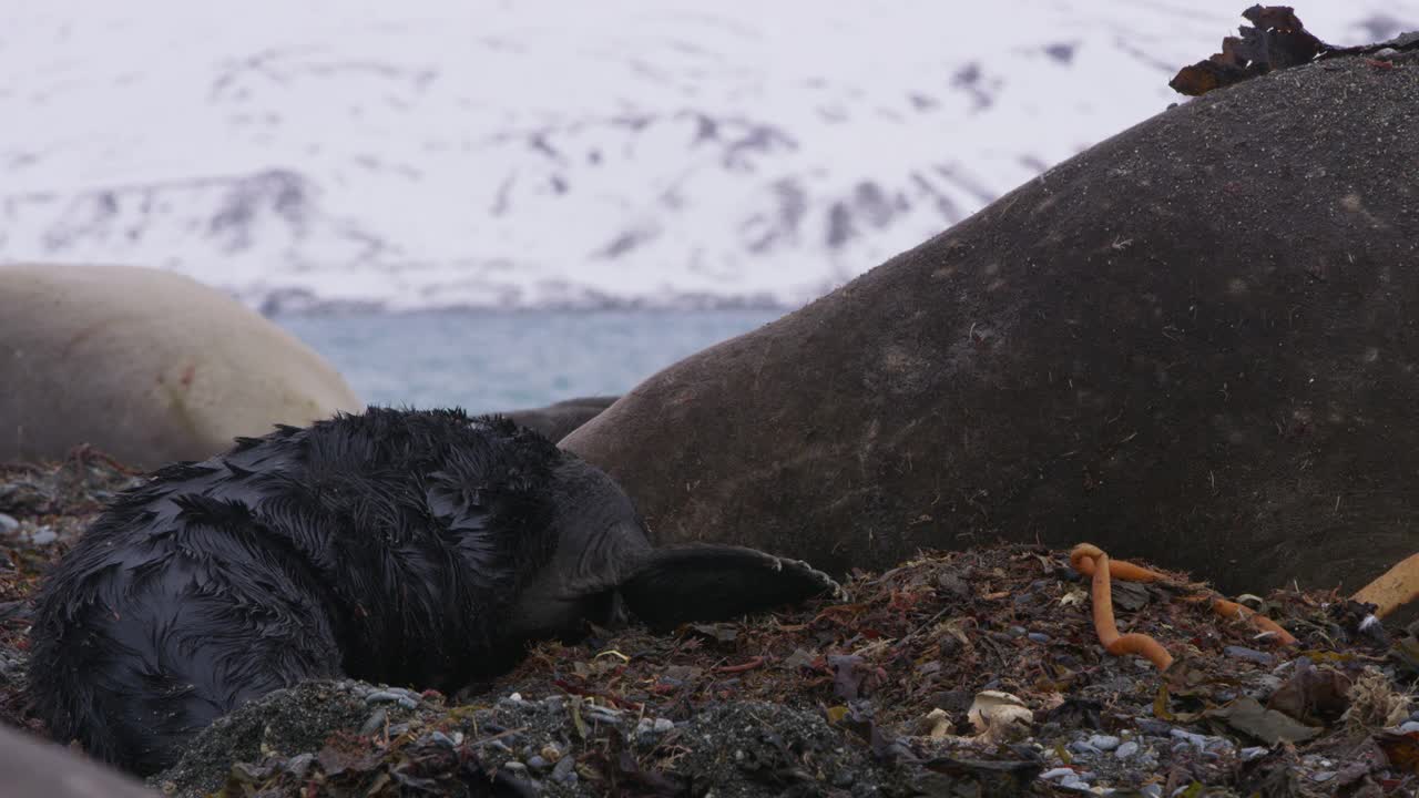 新生的南象海豹宝宝用鼻子爱抚妈妈视频下载