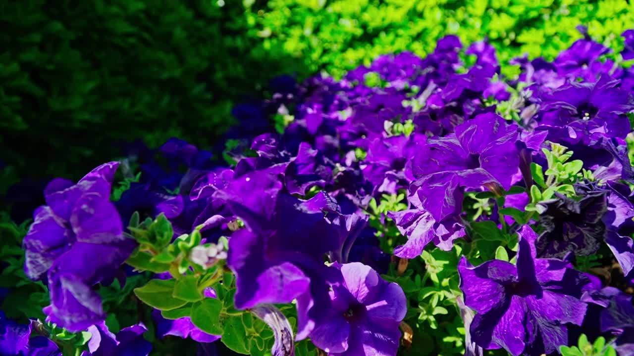 盛开的滕贝格花的花坛。视频素材
