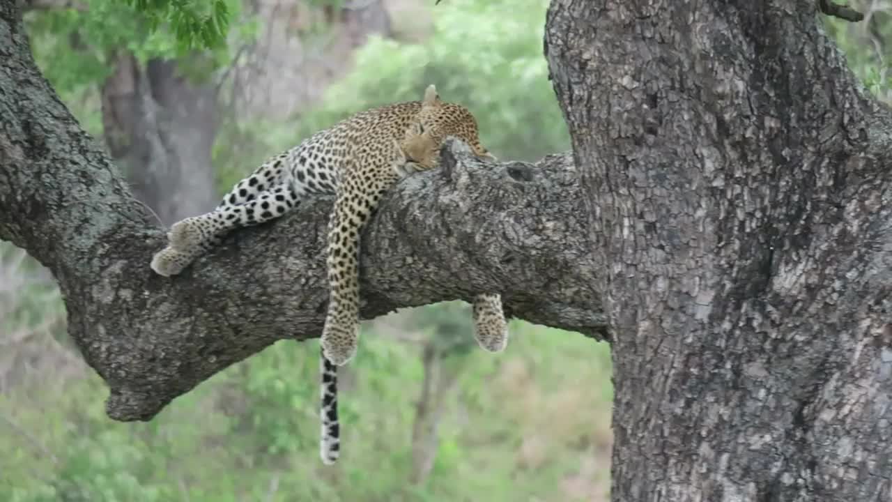 美洲豹在一根大的水平树枝上睡觉视频素材