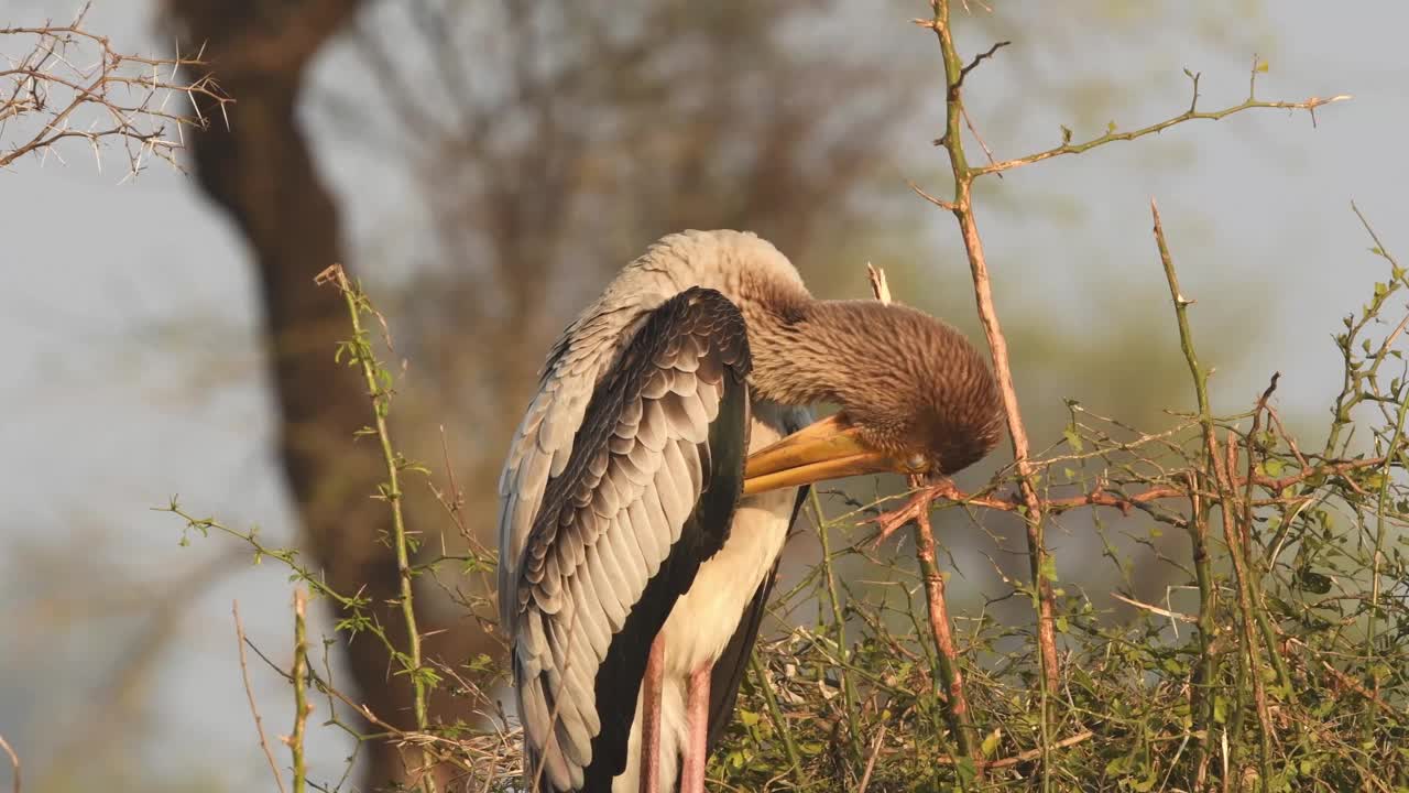 在keoladeo国家公园或印度拉贾斯坦邦的巴拉特普尔鸟类保护区，彩绘的鹳或新梢分枝杆菌正在梳理幼鸟的羽毛视频下载