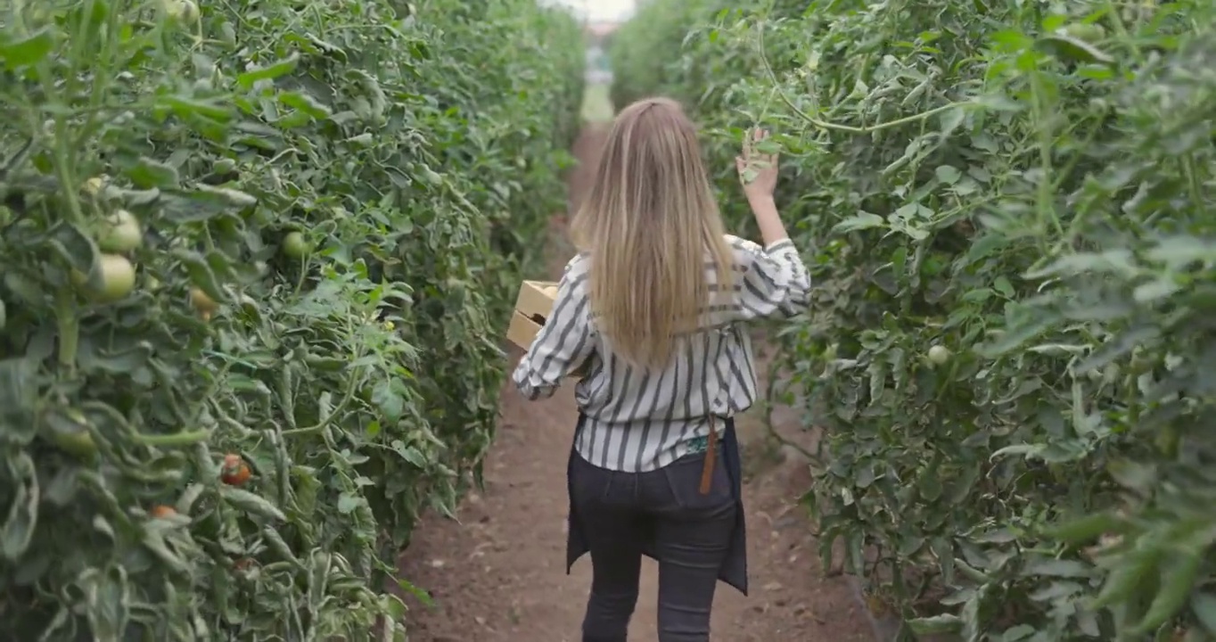 一个迷人的年轻女子在她农场的温室工作的4k视频片段。视频素材