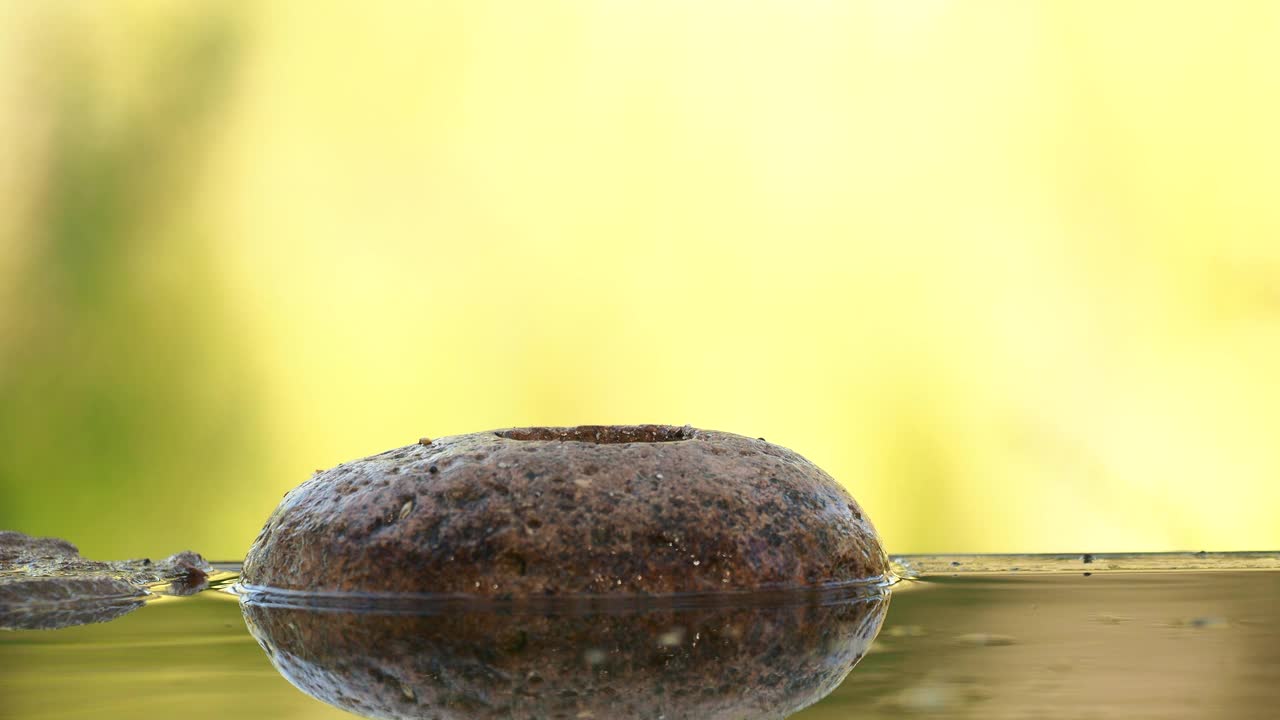 欧洲冠山雀(冠山雀)在自然界中吃种子的特写。视频下载