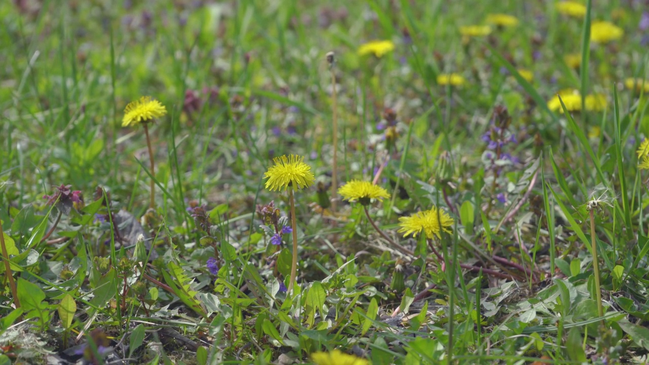 4k视频剪辑的蒲公英花开花和生长在草地上的背景。蒲公英盛开的花。视频下载