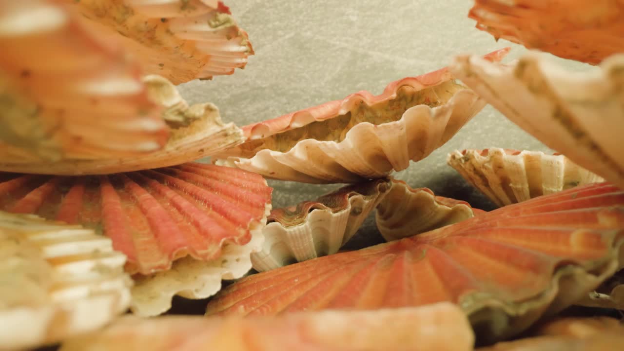 粉红色的活扇贝贝壳靠墙堆成一堆视频下载