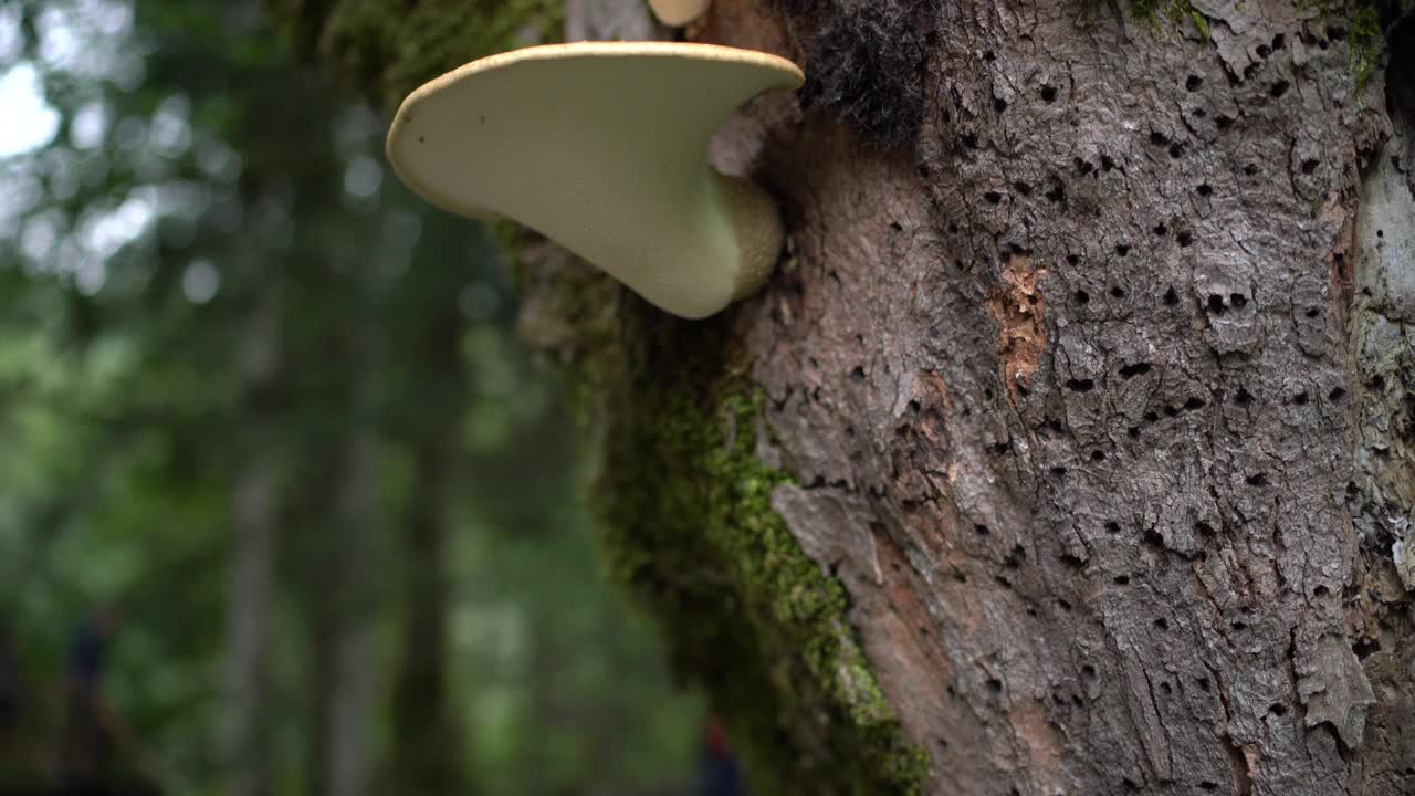 火种真菌生长在长满苔藓的树干上视频素材