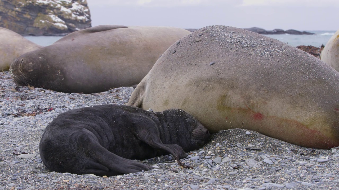 刚出生的小南象海豹用鼻子蹭妈妈，妈妈往它们身上扔沙子视频下载