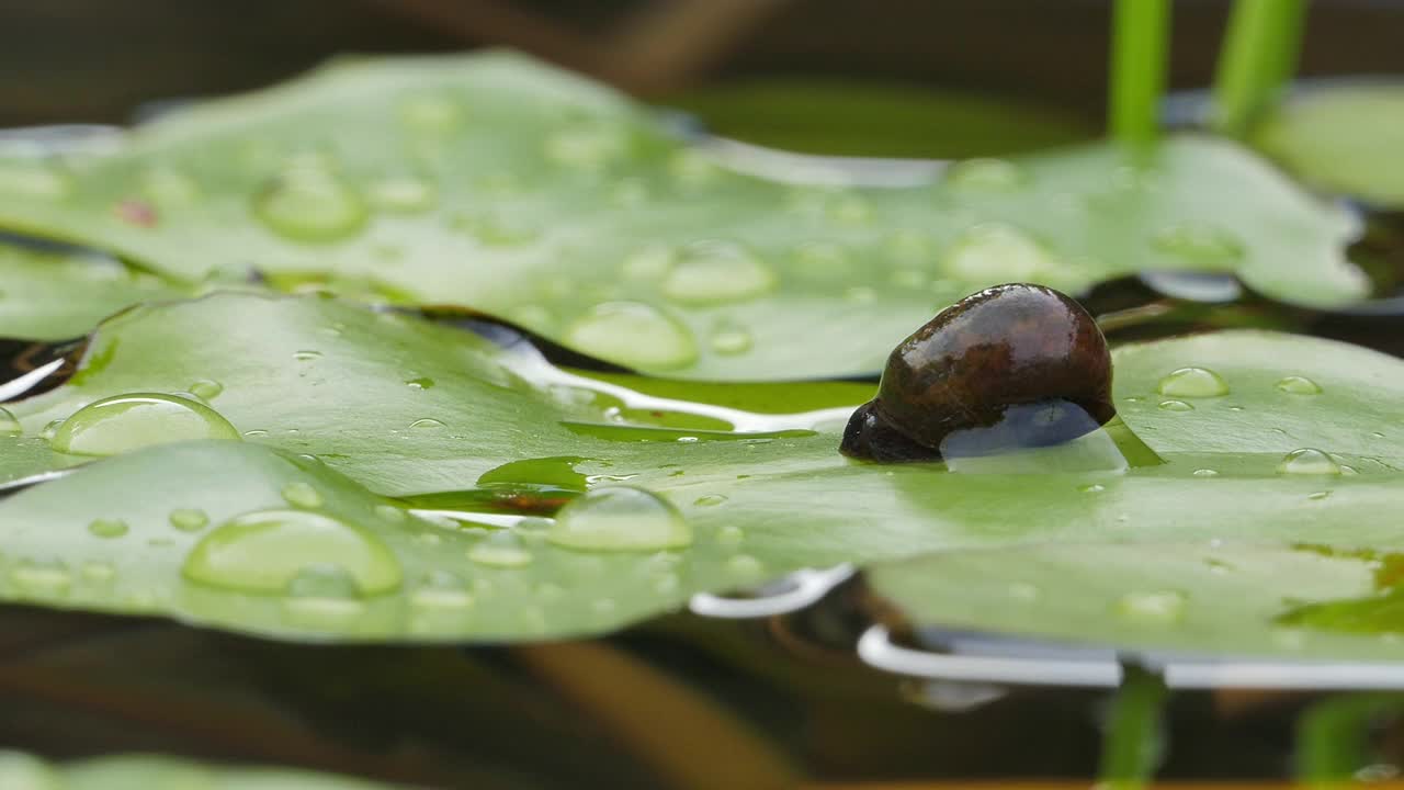 河塘里的蜗牛爬在睡莲的叶子上。视频下载