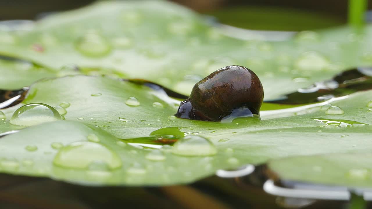河塘里的蜗牛爬在睡莲的叶子上。视频下载