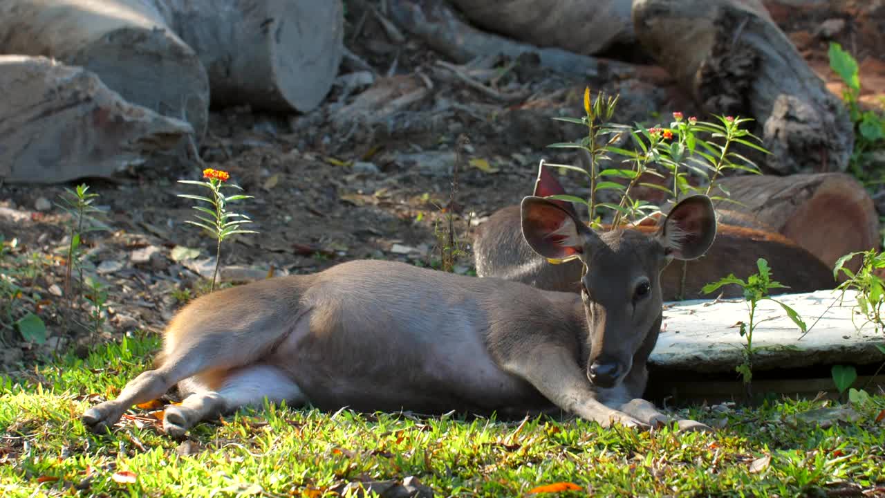 美丽的野生鹿，有大眼睛和长耳朵，泰国视频素材