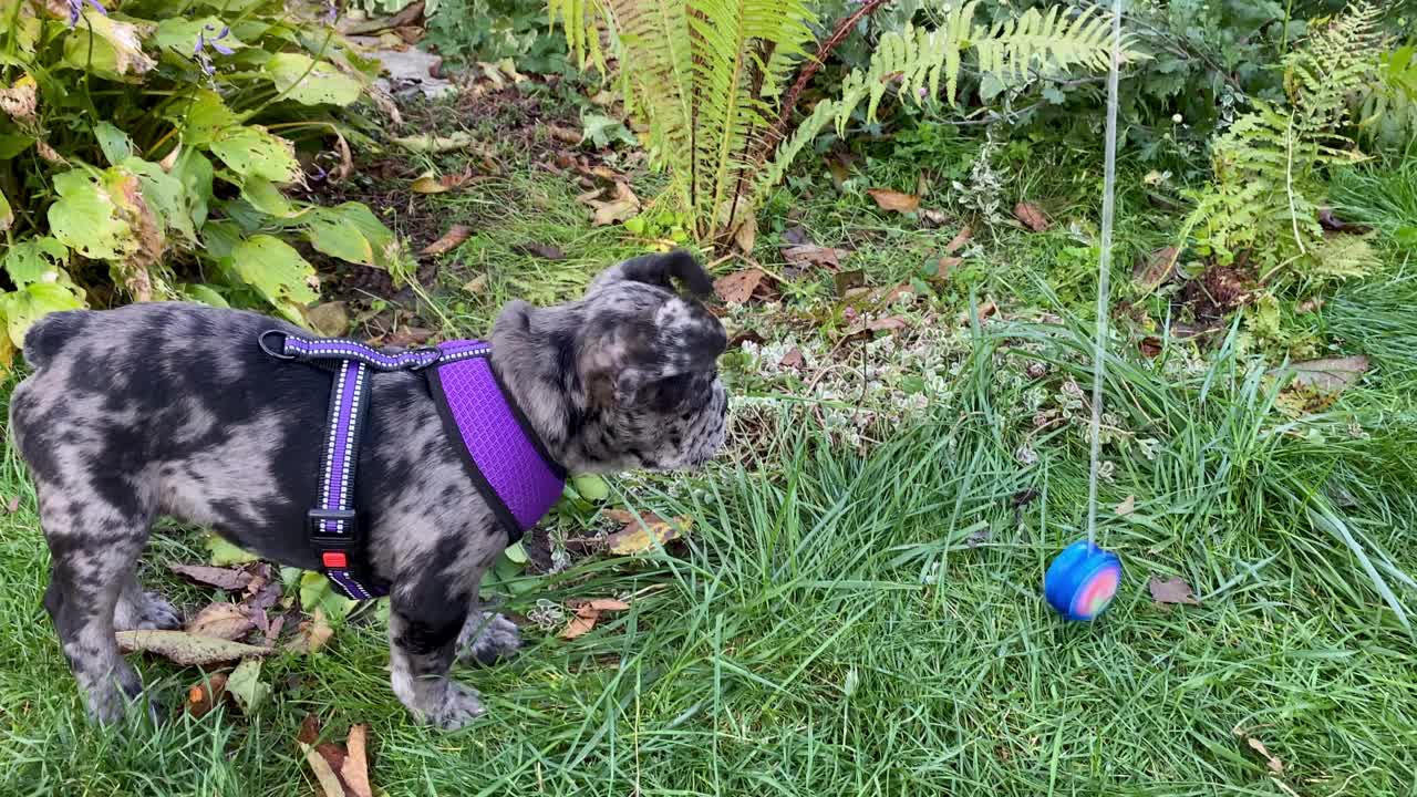 活跃的小狗狗法国斗牛犬大理石色跳跃想抓住玩具，与主人在草地上玩。视频素材