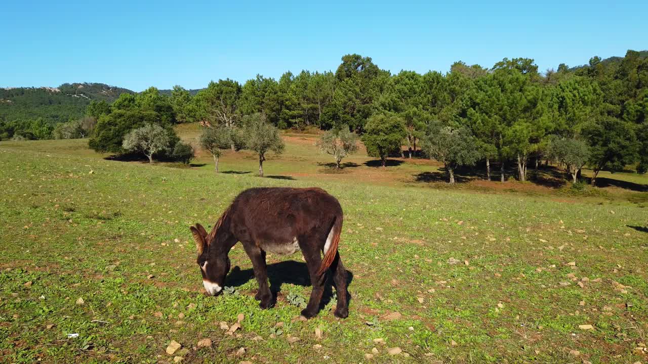 在绿色草地上吃东西的驴子视频素材