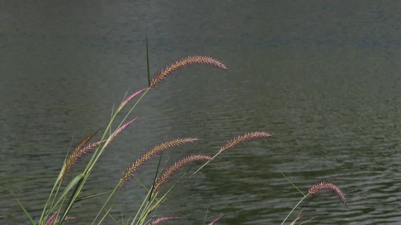 湿地的草花。视频素材