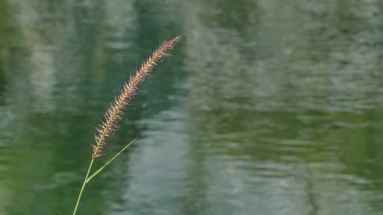 湿地的草花。视频下载