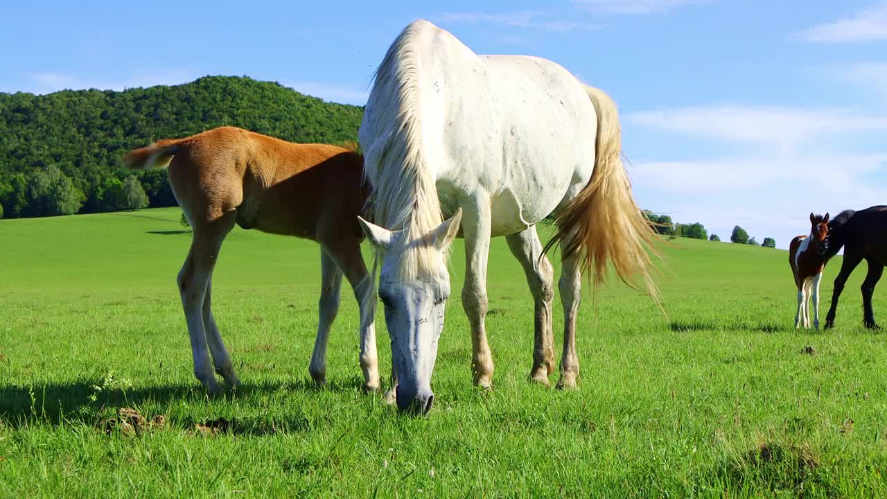 一匹白马和一匹小马驹在草地上吃草，可以看到山和森林。视频素材