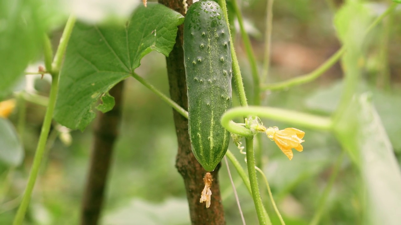 新鲜的多刺黄瓜生长在温室的灌木上或田地里。收获的概念视频下载