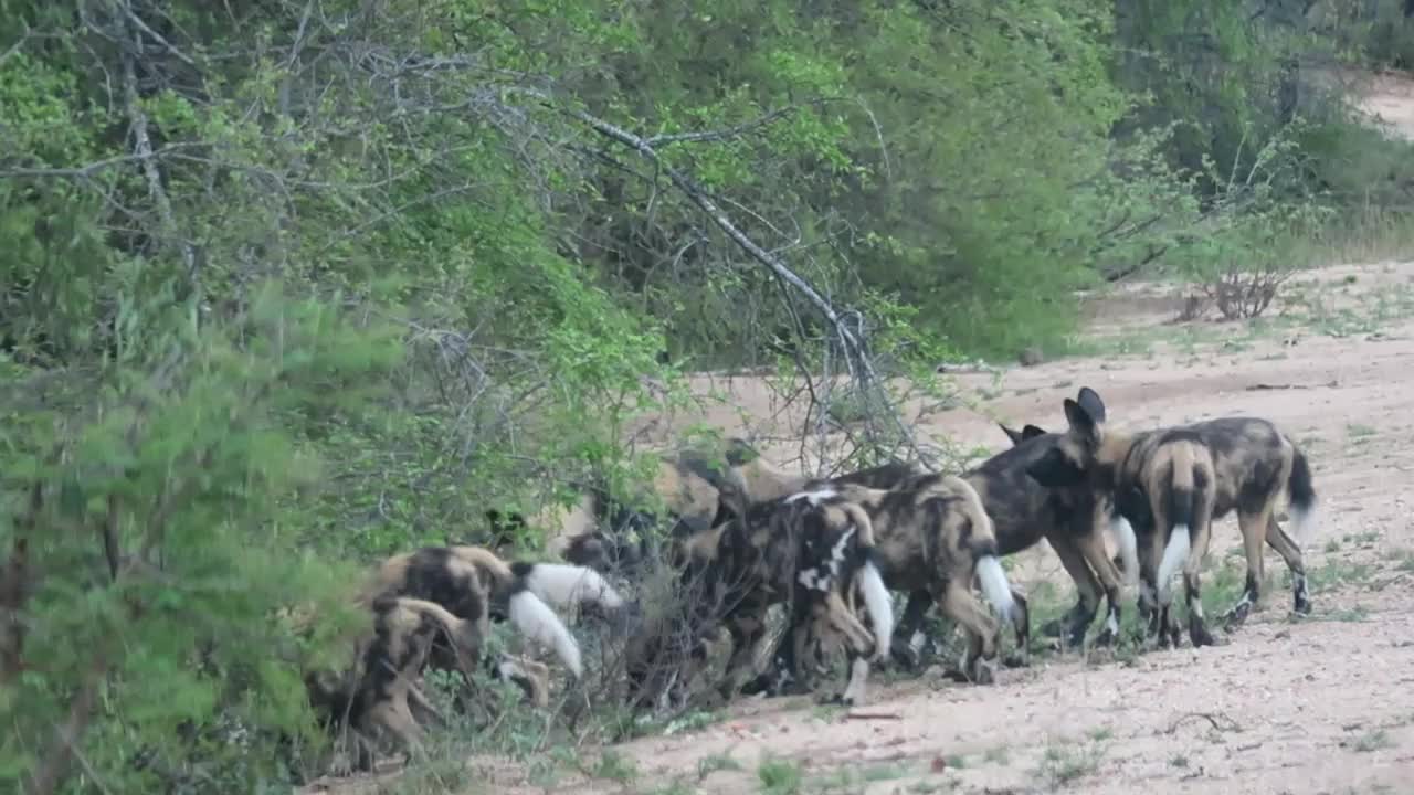 一大群非洲野狗在天然水坑边吸血视频素材