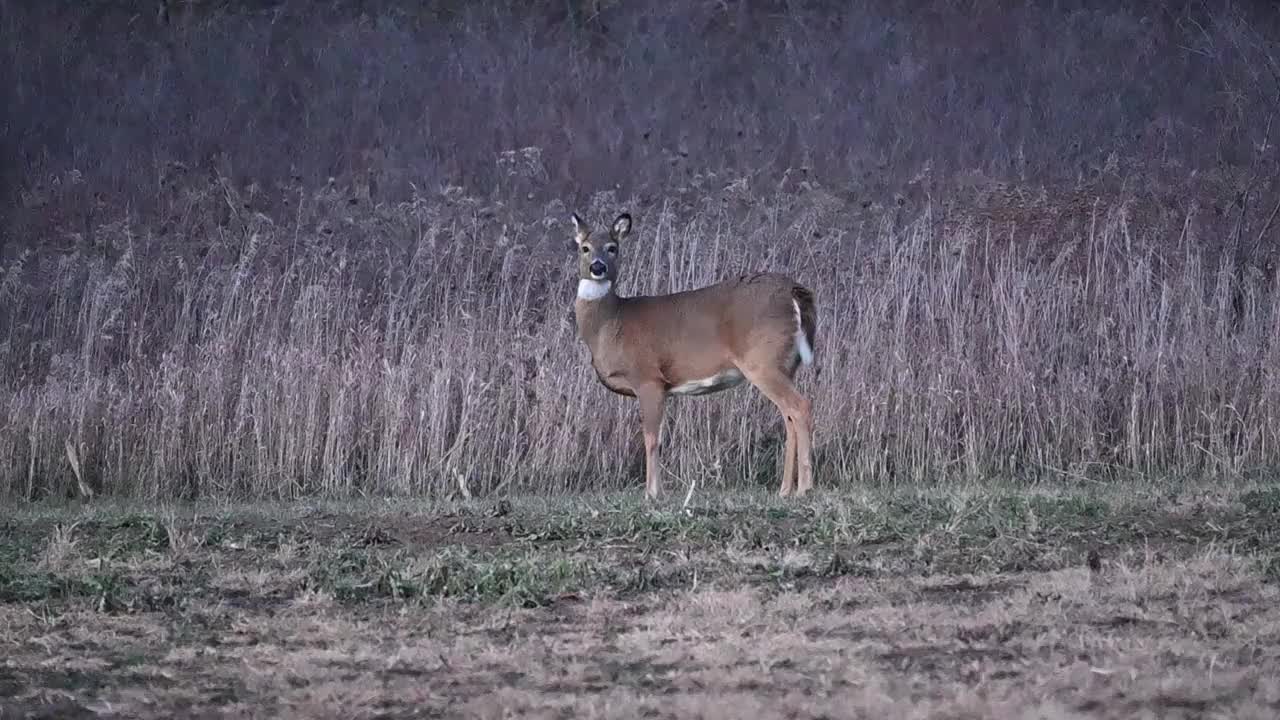母鹿散步和放牧视频素材