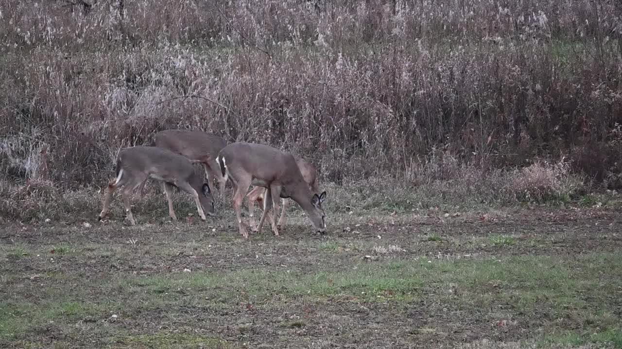 五鹿吃草视频素材