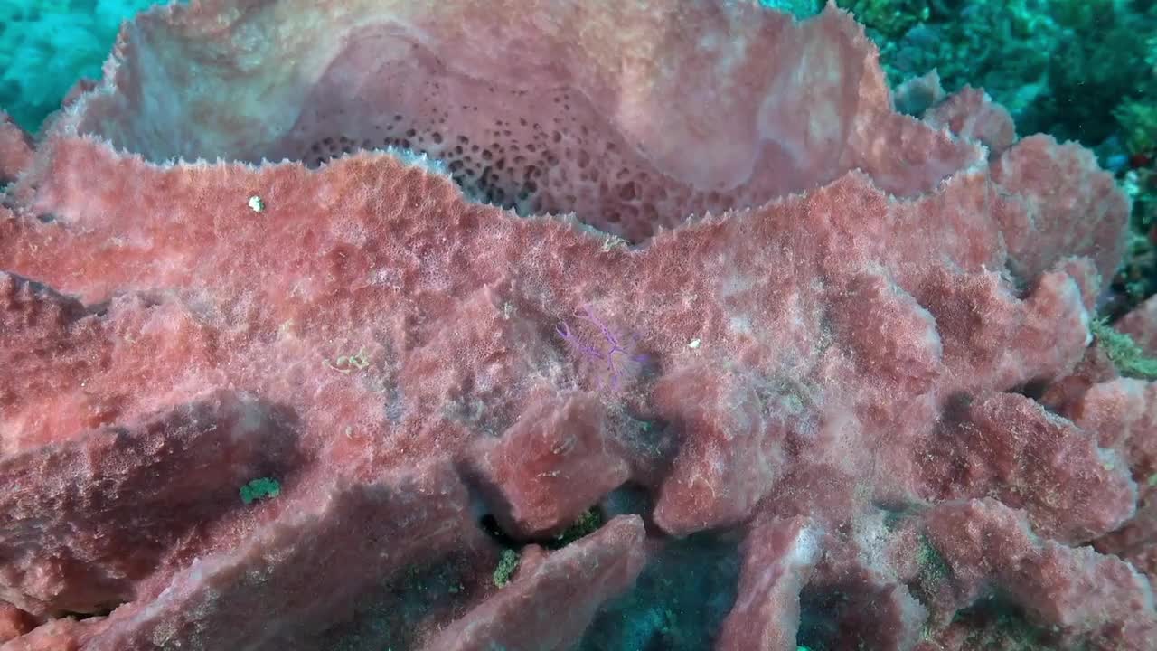 独特的紫色小蜘蛛蟹在水下粉红色的珊瑚上爬行。视频素材