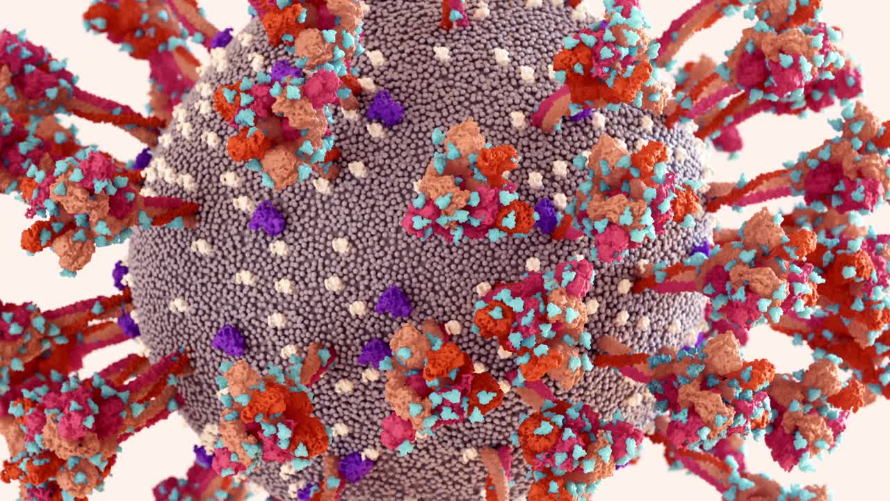 SARS-CoV-2刺突蛋白聚糖盾牌(蓝色)挫败了宿主的免疫反应。
冠状病毒结构。视频素材