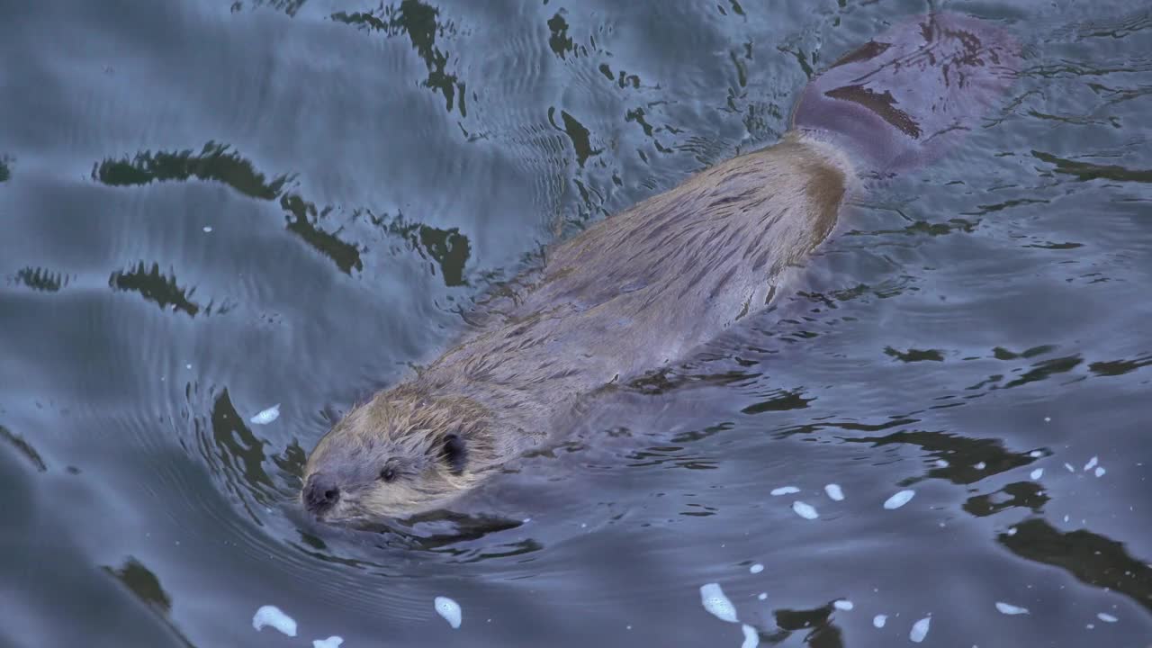 海狸在科罗拉多州的南普拉特河沃特顿峡谷游泳和散步视频下载
