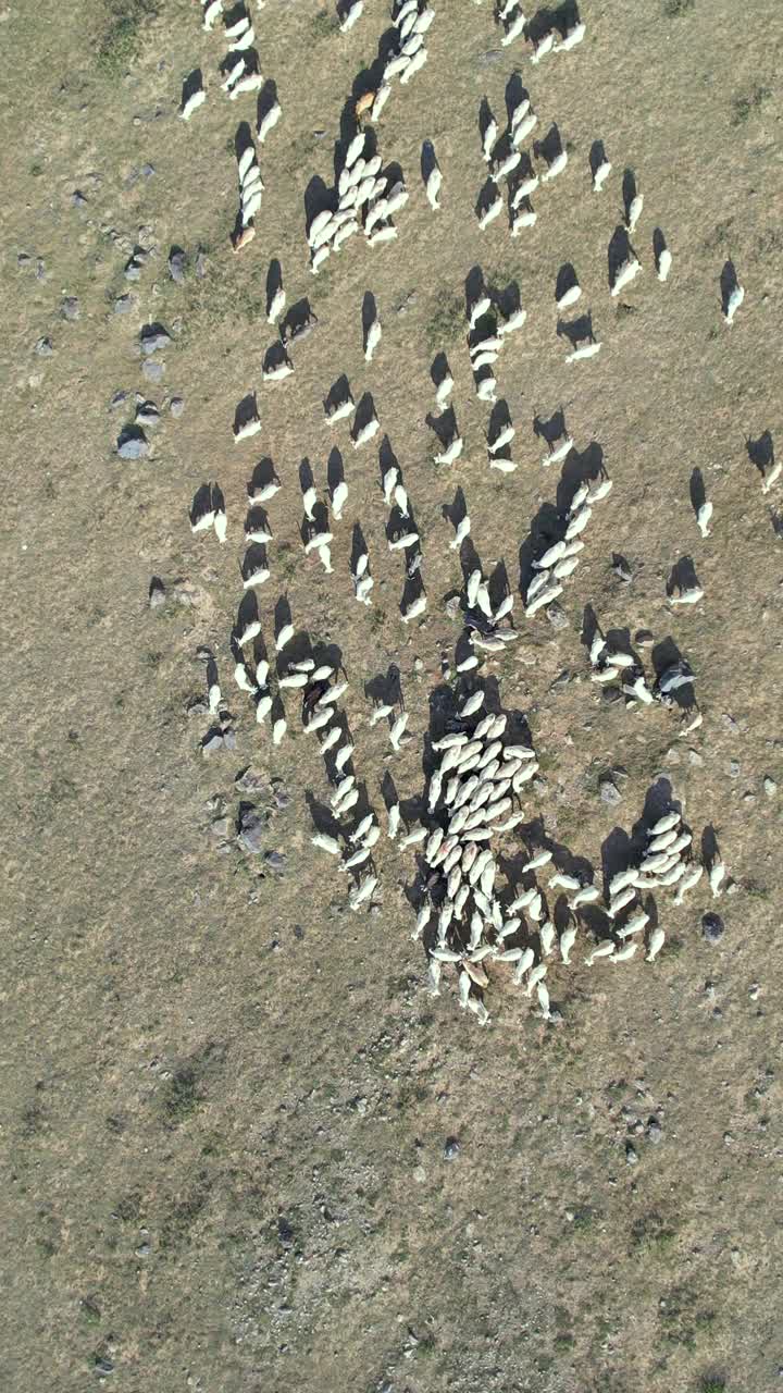 鸟瞰图的羊群在农业农场视频素材