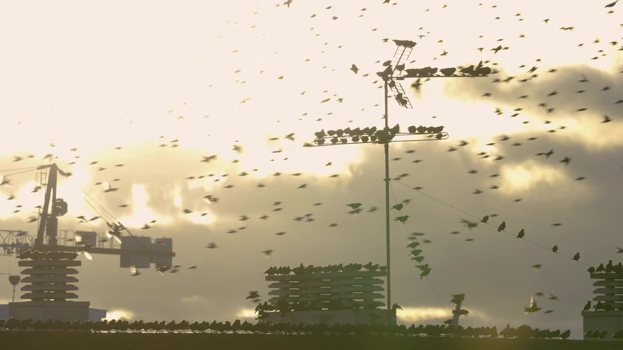 一群欧椋鸟在城市建筑的边缘上。视频素材