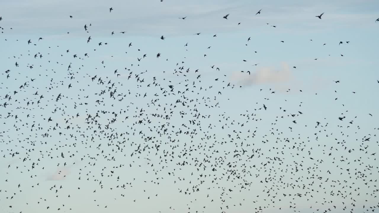 成群结队的数千只椋鸟的剪影。视频素材