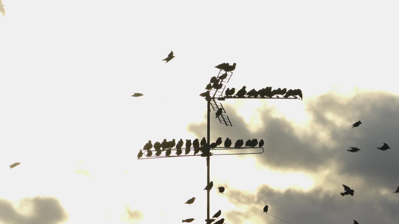 一群欧椋鸟在城市建筑的边缘上。日落时的背光和慢动作视图视频素材