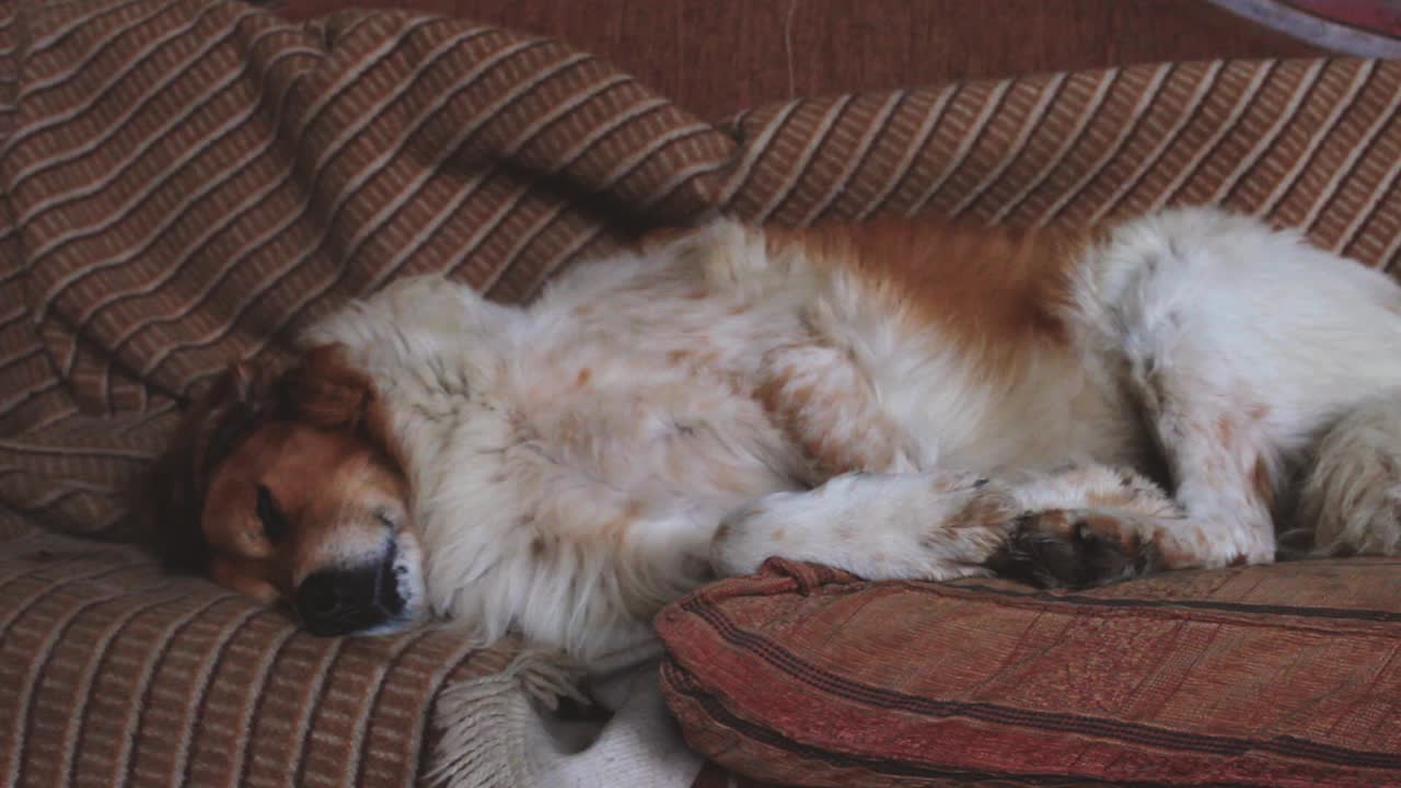 盲狗睡觉的镜头视频素材