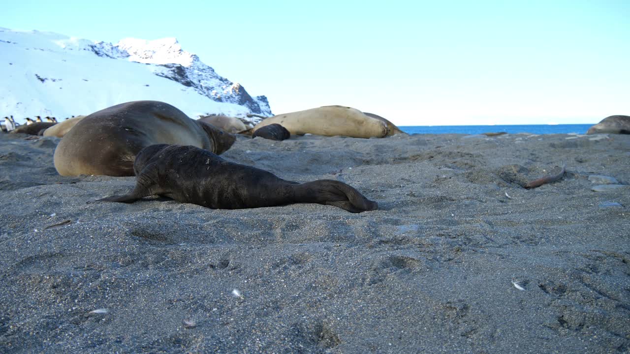 追踪孤独的新生南象海豹幼崽爬向赶走它的雌象视频下载