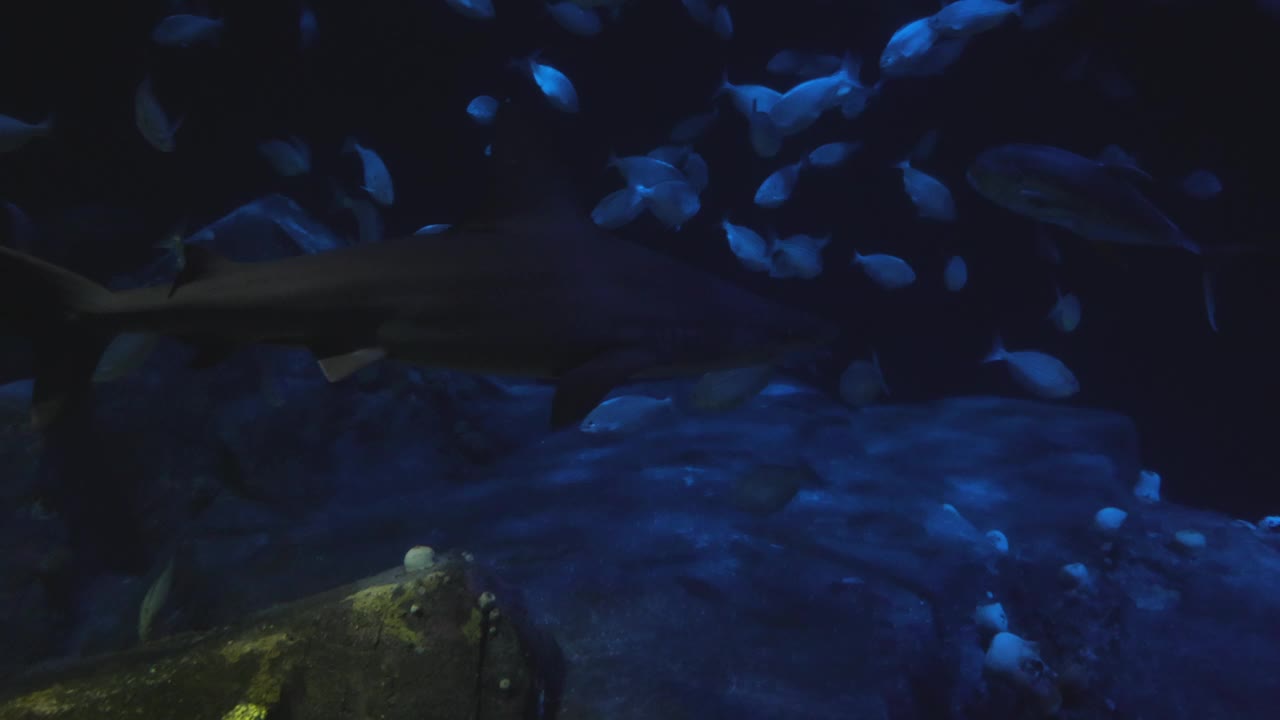 鱼在水族馆视频素材